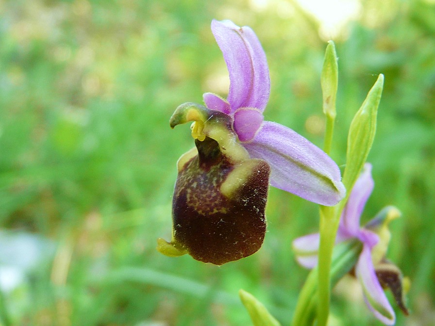 Variabilita'' di Ophrys holosericea (=O. fuciflora)....